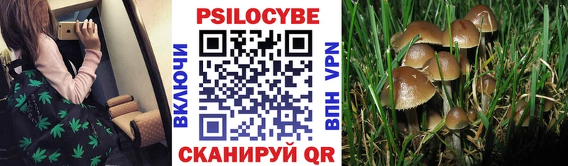 Псилоцибиновые грибы Psilocybine cubensis  где продают   Железногорск-Илимский 